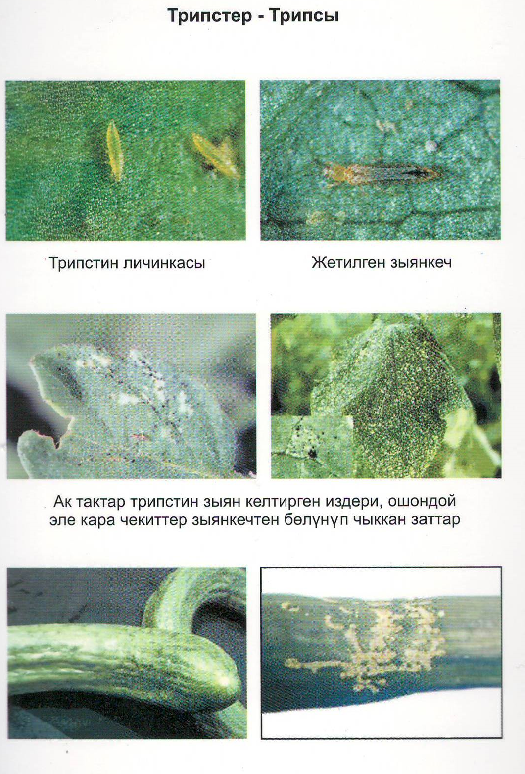 Болезни огурцов по листьям описание с фотографиями и способы лечения
